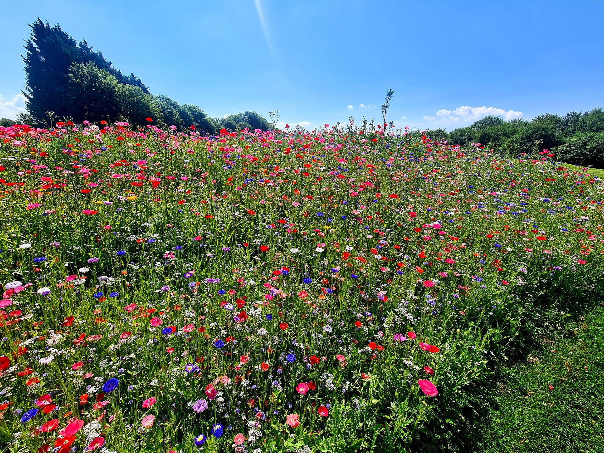 Reds, Pinks & Purples Brighten The Beautiful Chipping Sodbury Golf Club